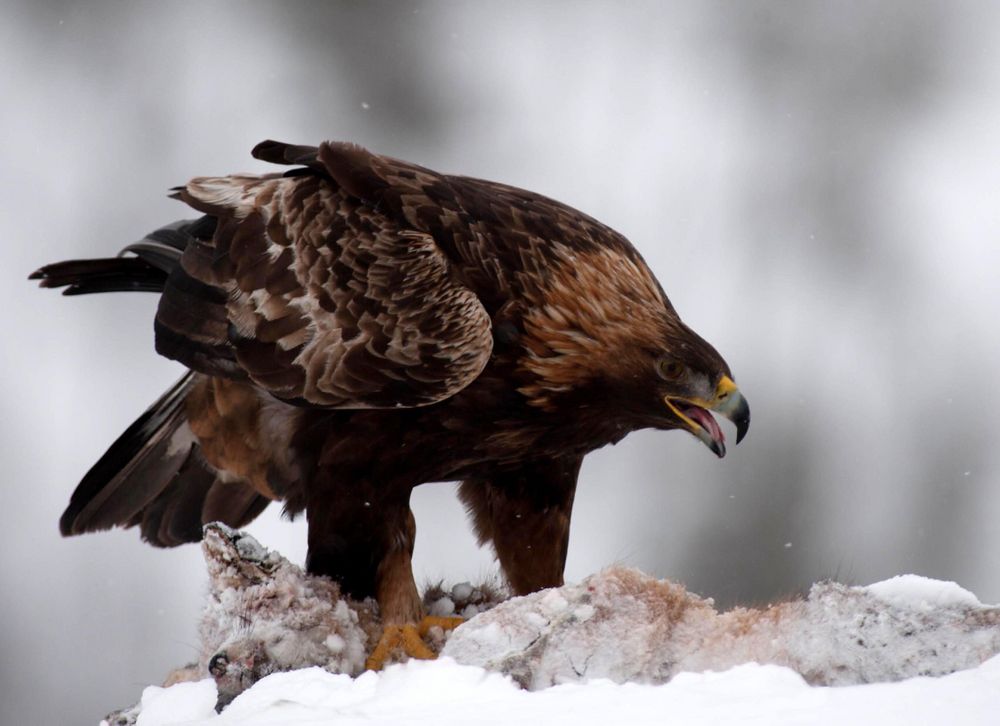 Adler mit der Beute V