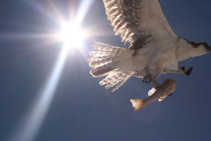 Adler mit einem Fang