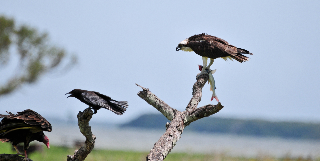 Adler mit Fisch - Fischadler