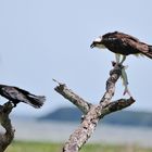 Adler mit Fisch - Fischadler