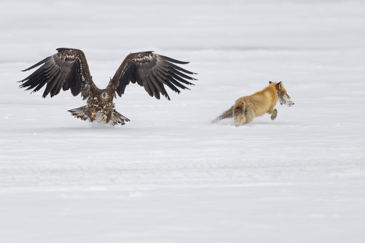 Adler mit Fuchs 