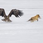 Adler mit Fuchs 