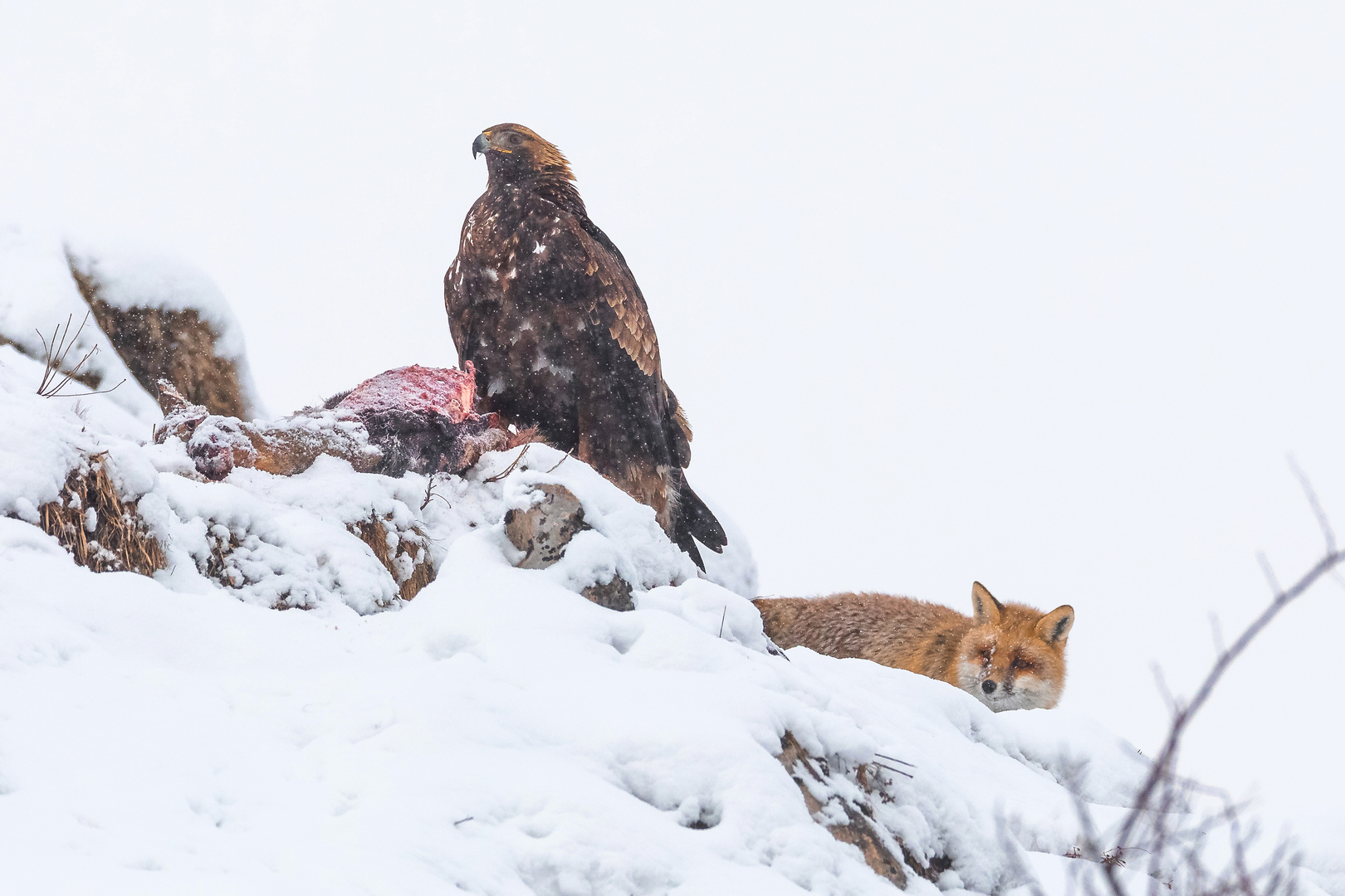 Adler mit Fuchs...