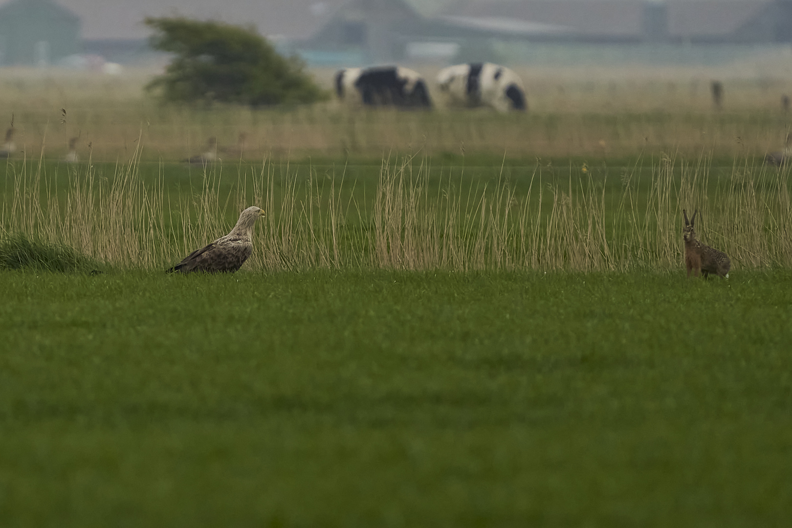 Adler mit Hase