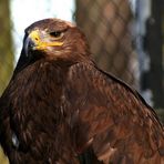 Adler mit stolz geschwollener Brust