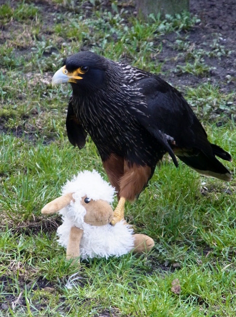 Adler mit wehrlosem Schaf