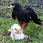 Adler mit wehrlosem Schaf