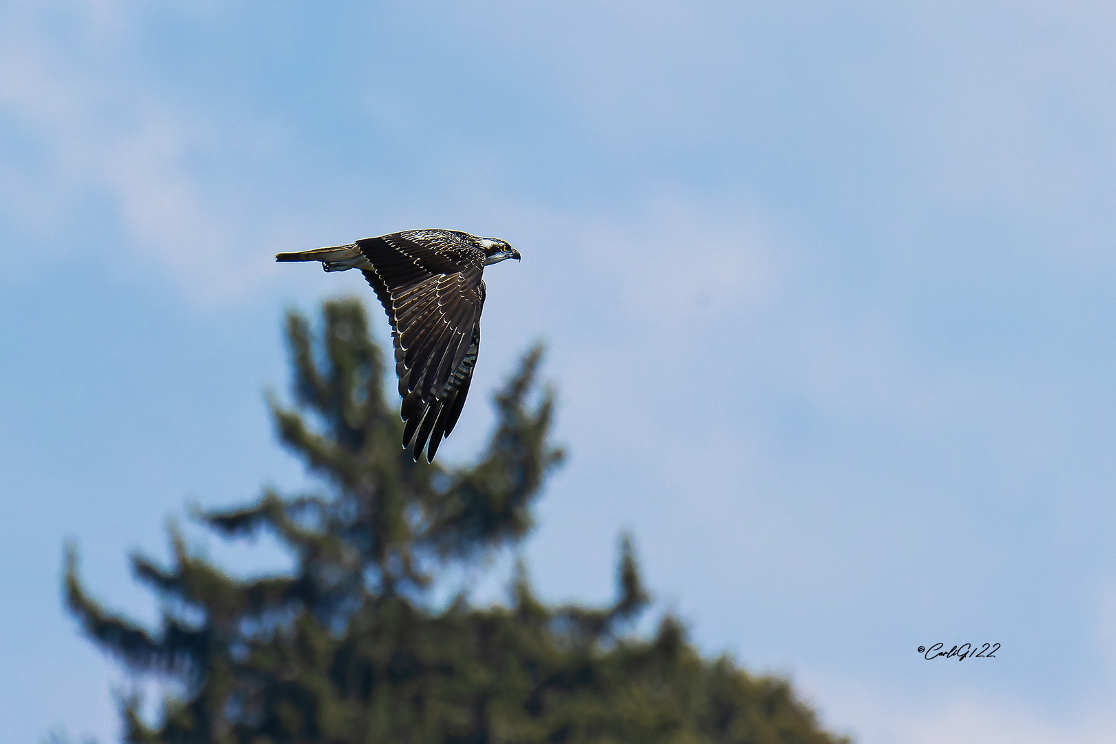 Adler müssen Fliegen