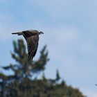 Adler müssen Fliegen