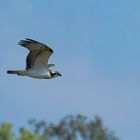 Adler müssen Fliegen