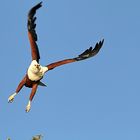 Adler müssen fliegen