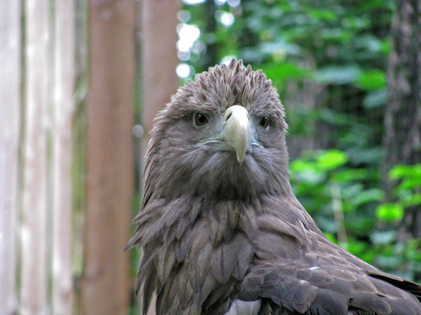 Adler nach einem Regenschauer