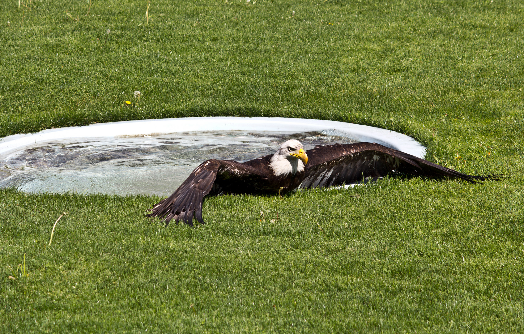 Adler nimmt ein Bad