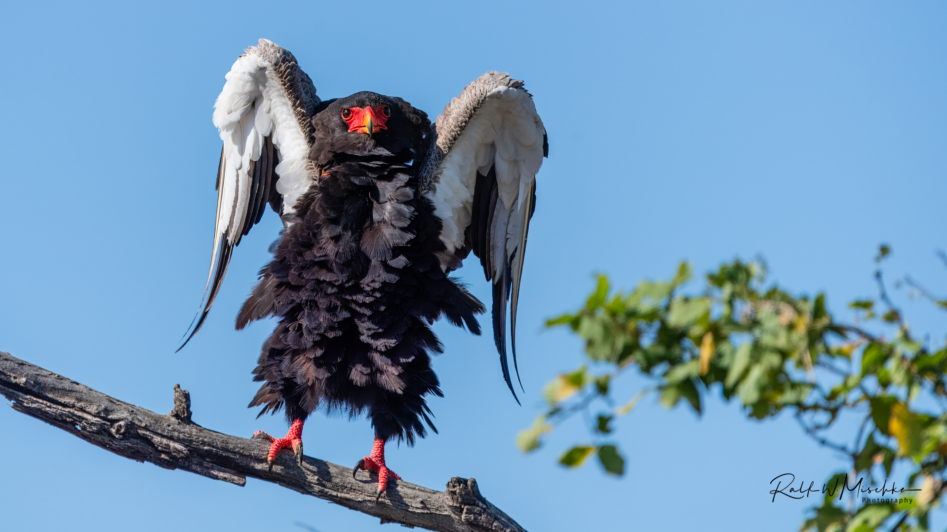 Adler oder Engel – Eagle or Angel? 