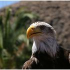 Adler - Palmitos Park/Gran Canaria