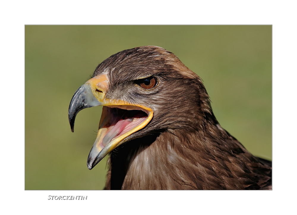 Adler Portrait