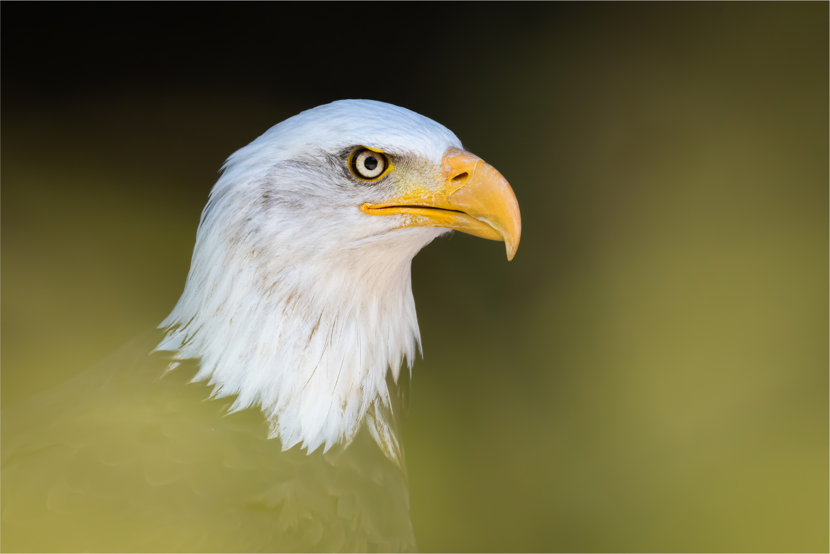 Adler Portrait