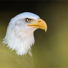 Adler Portrait