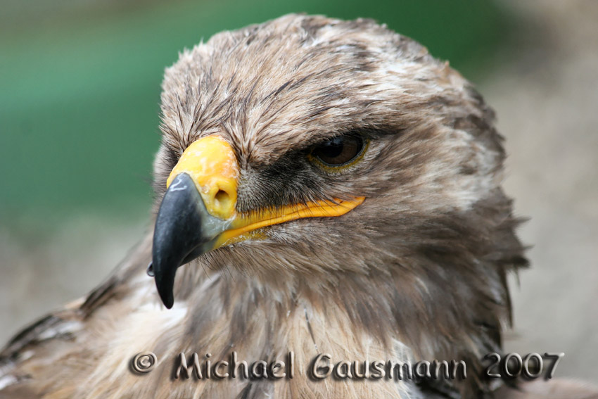 Adler Portrait