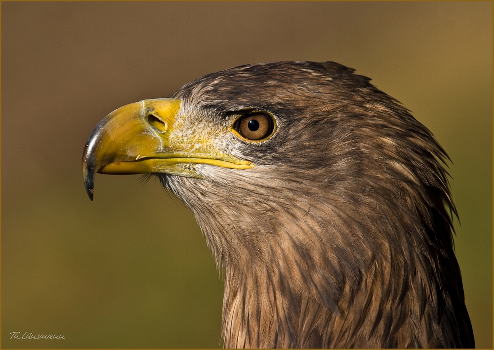 Adler - Portrait