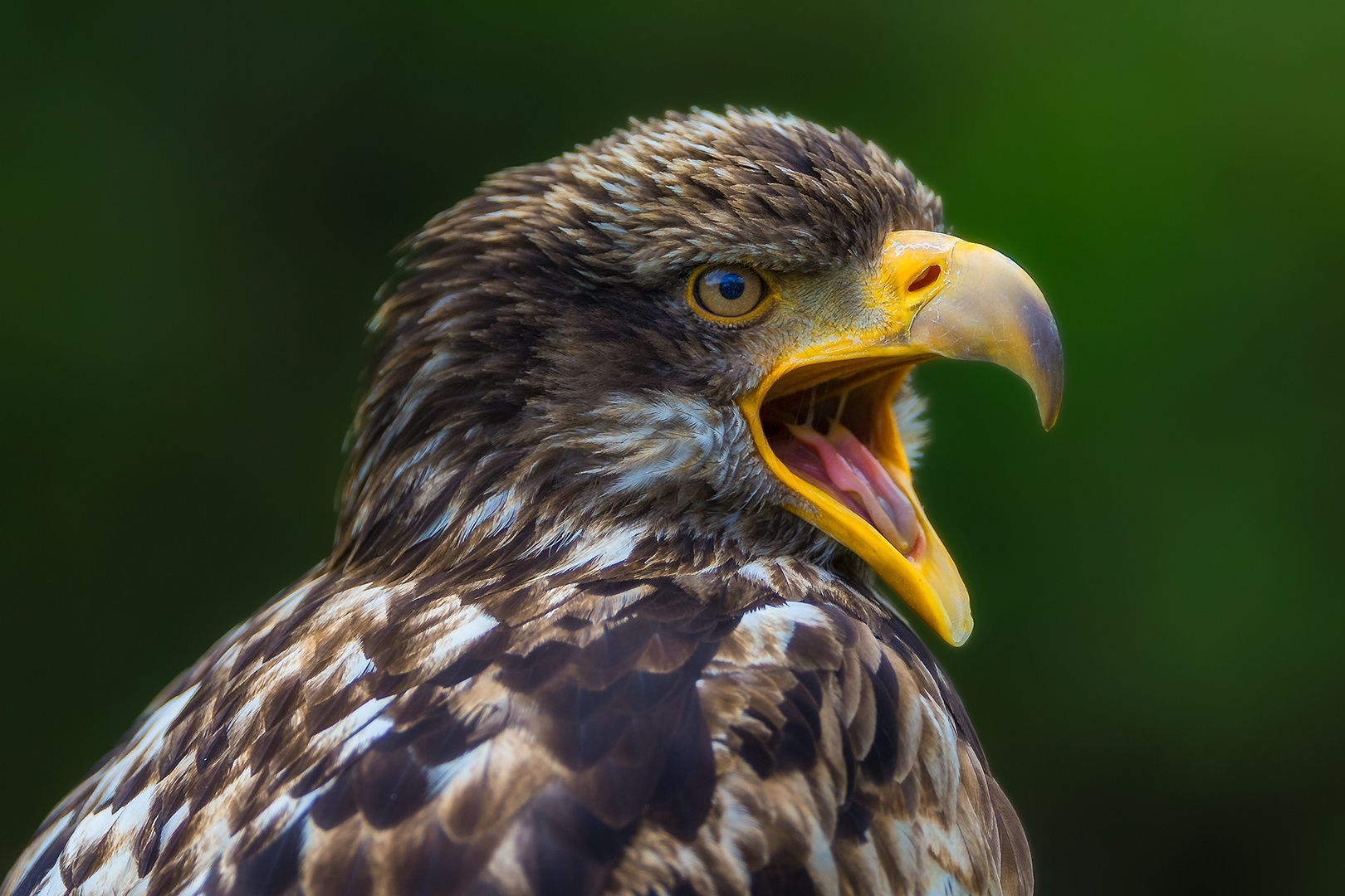 Adler portrait...