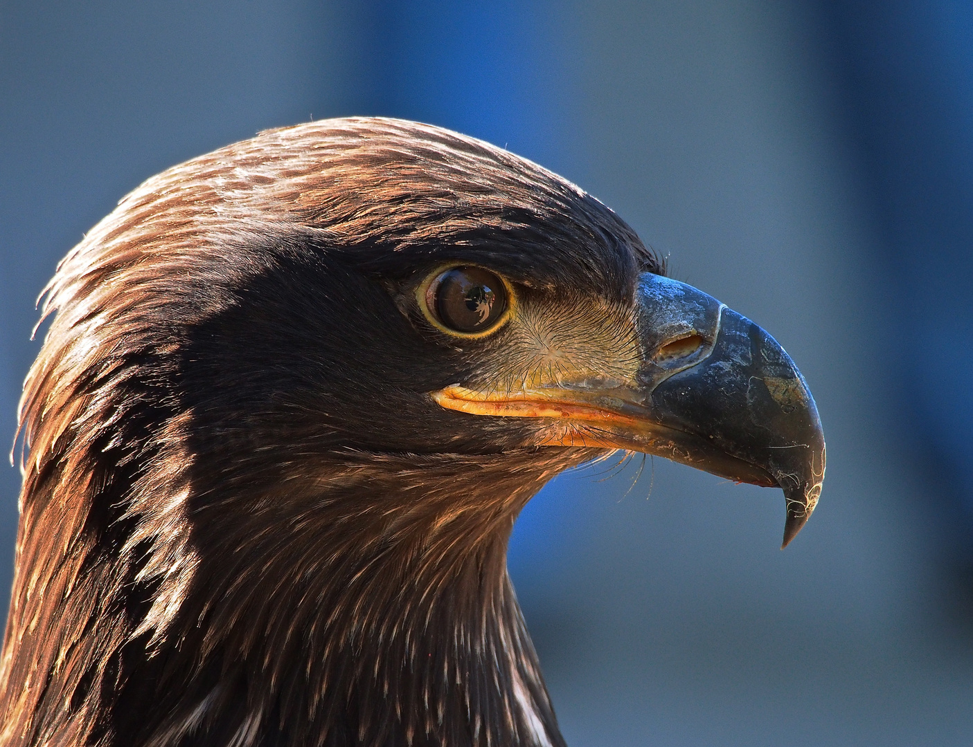 Adler Portrait