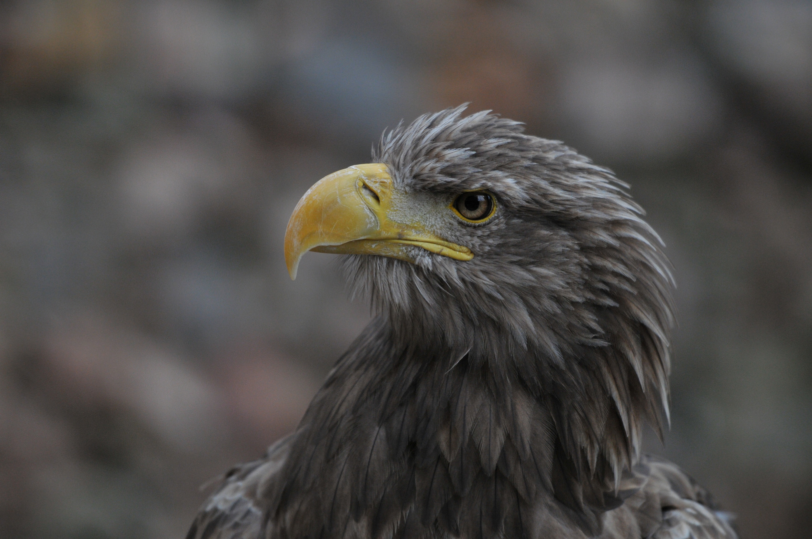 Adler Portrait: Stolz und Kraft