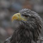 Adler Portrait: Stolz und Kraft