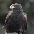 Adler - Profil