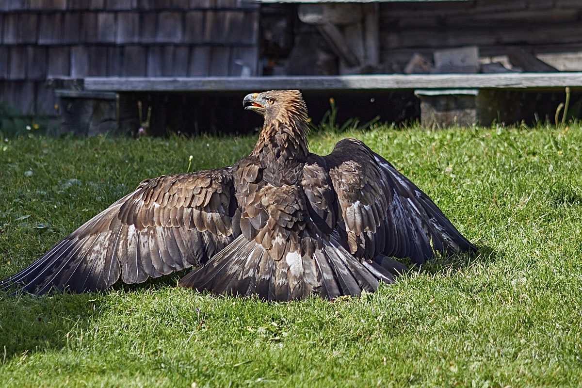 Adler Rauriser Hochalm in Österreich 