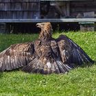 Adler Rauriser Hochalm in Österreich 