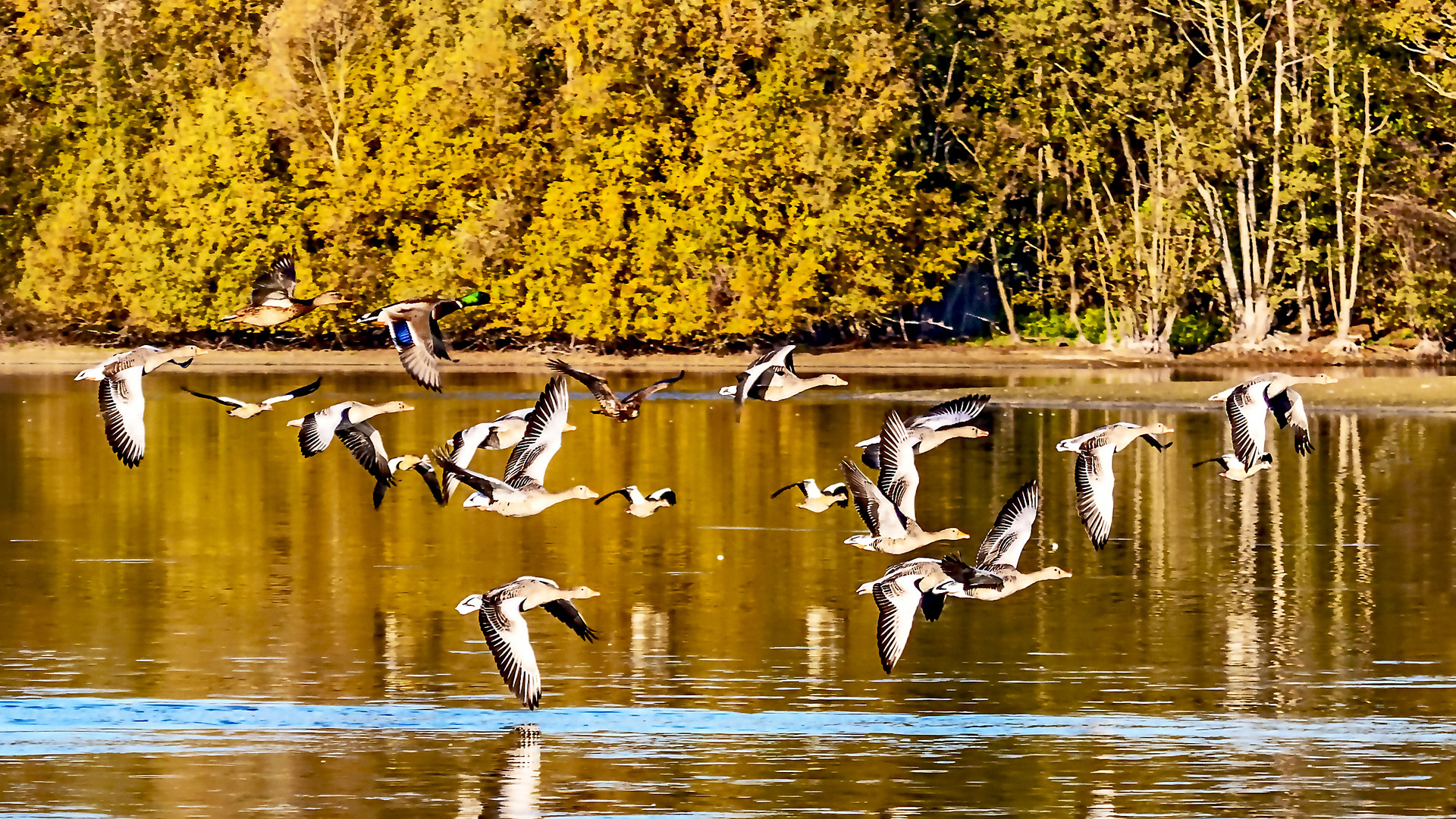 Adler scheucht Gänse 