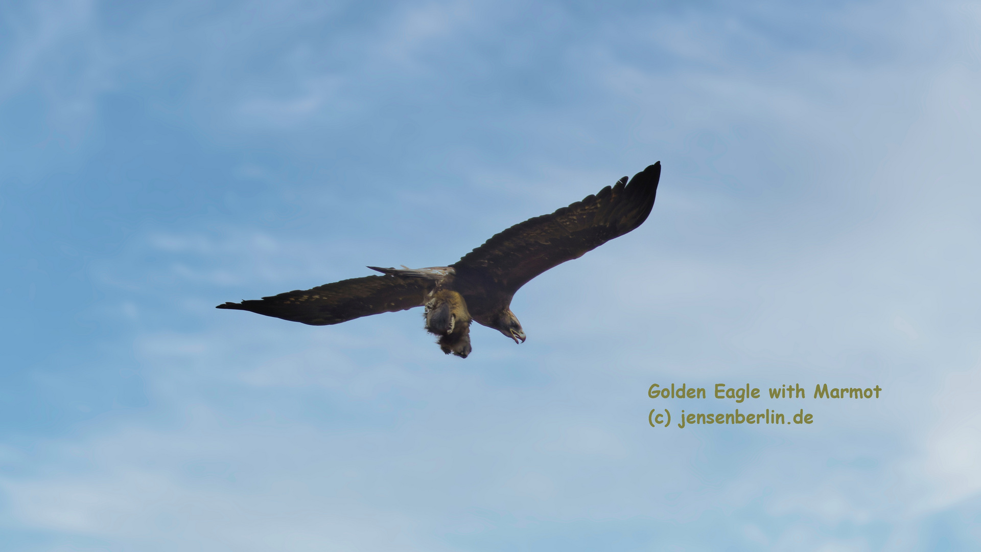 Adler schlägt Murmeltier