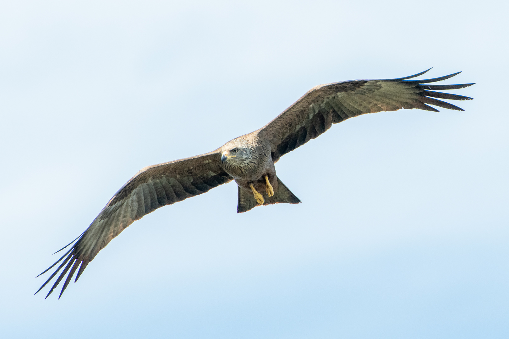 Adler? - Schwarzmilan, milvus nigrans