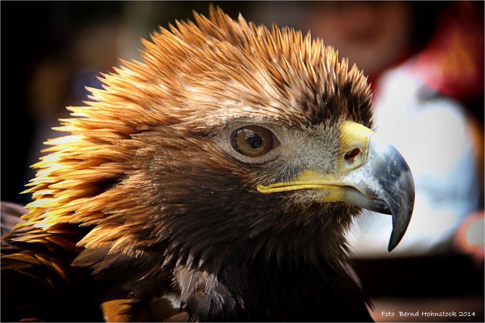 Adler sind in der Stadt ....