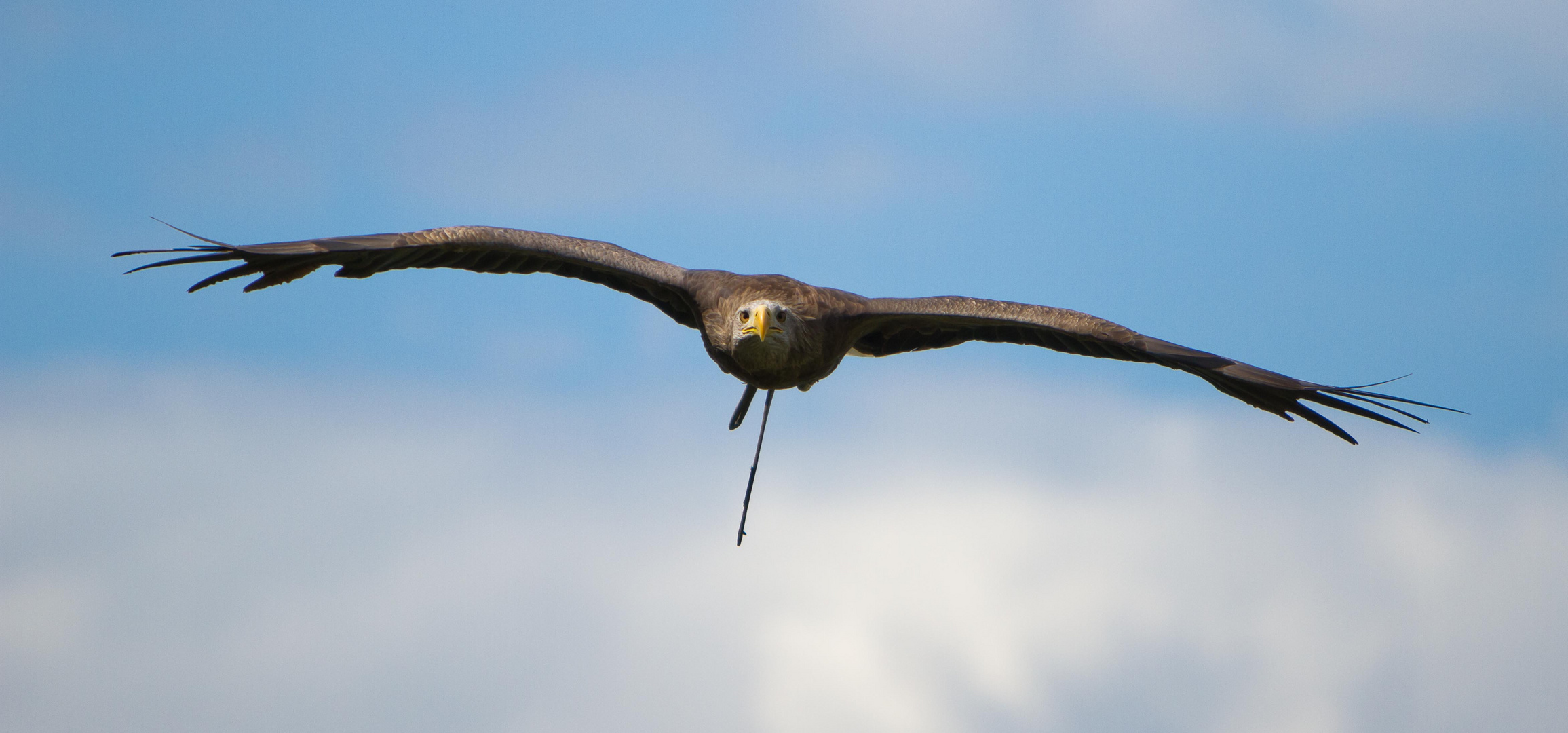 Adler sollen Fliegen