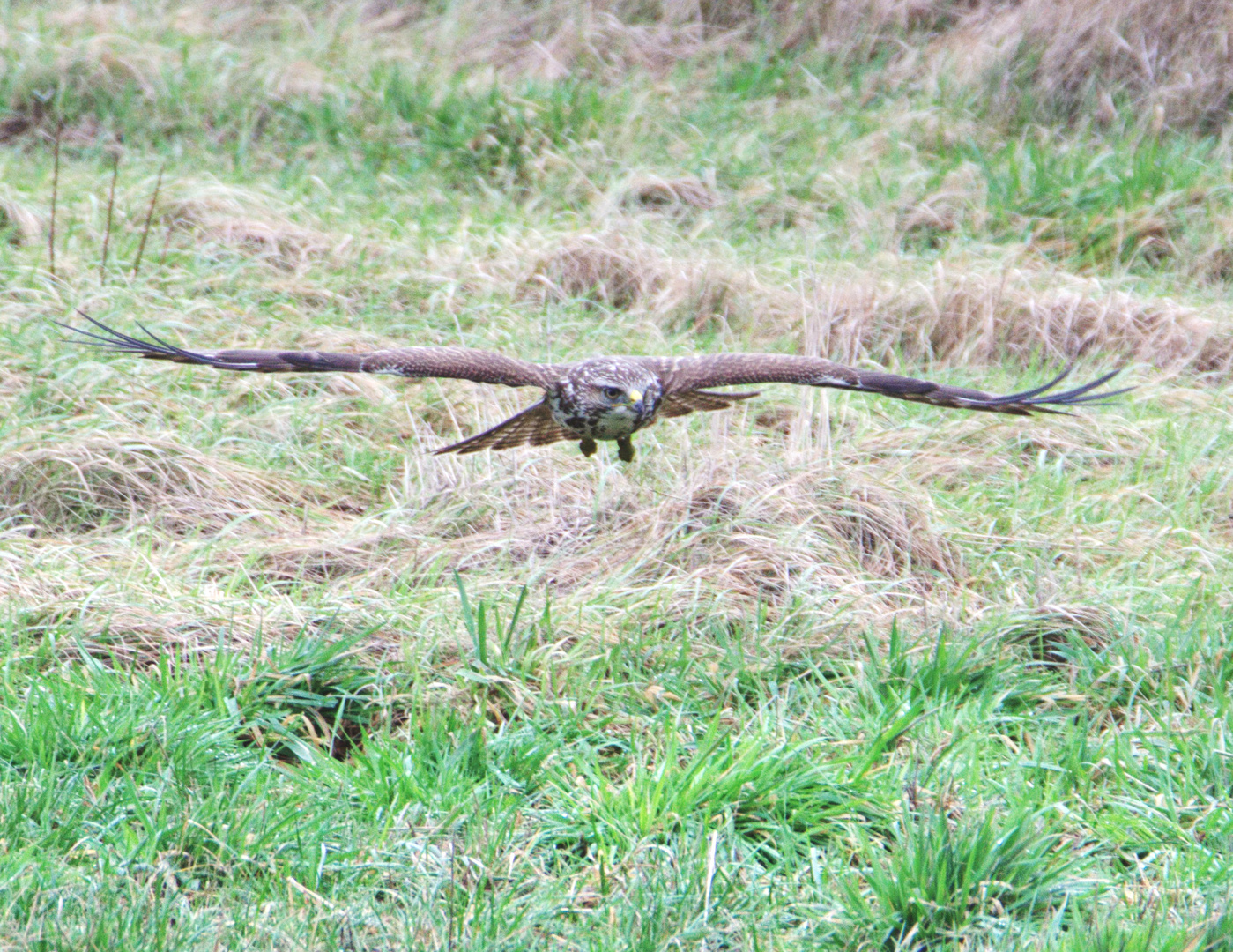 Adler sollen fliegen