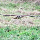 Adler sollen fliegen