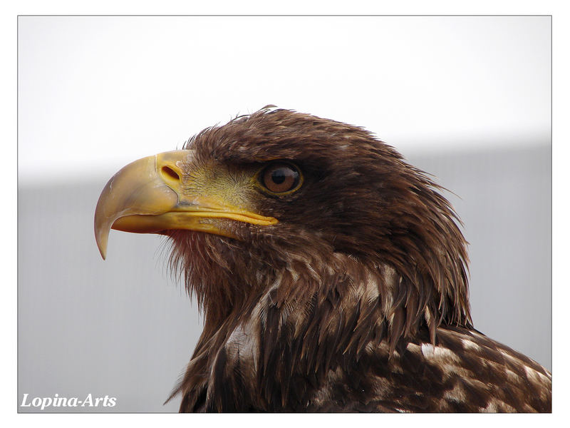 "Adler sollen fliegen"