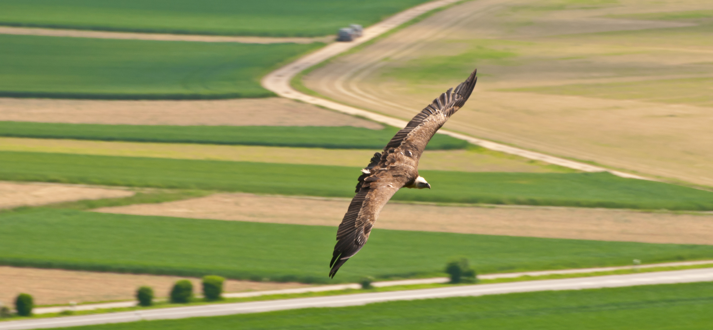 Adler sollen fliegen