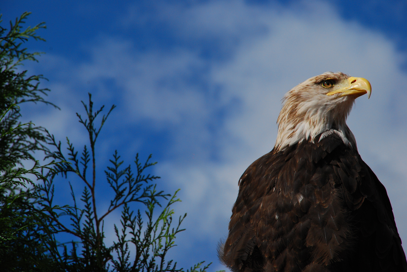 Adler sollen Fliegen ...