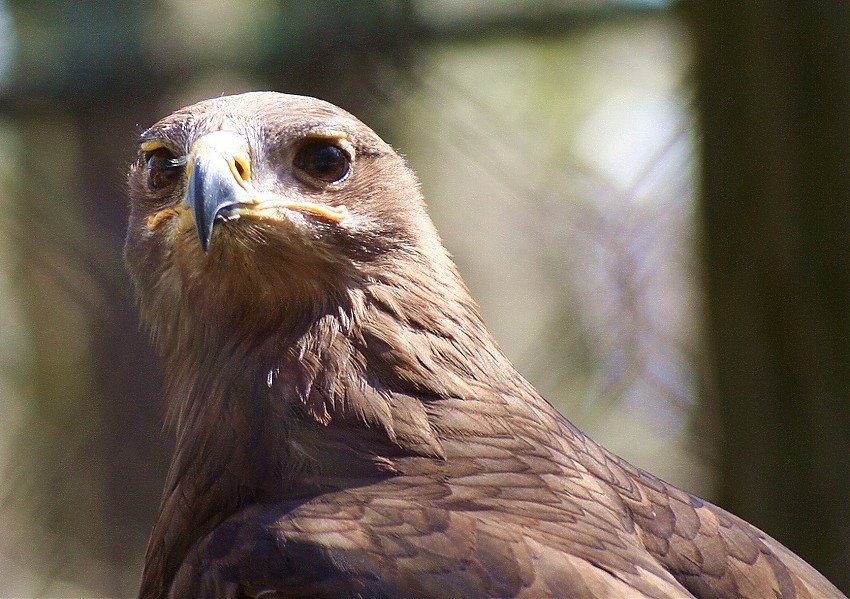 Adler: Sonne genießen