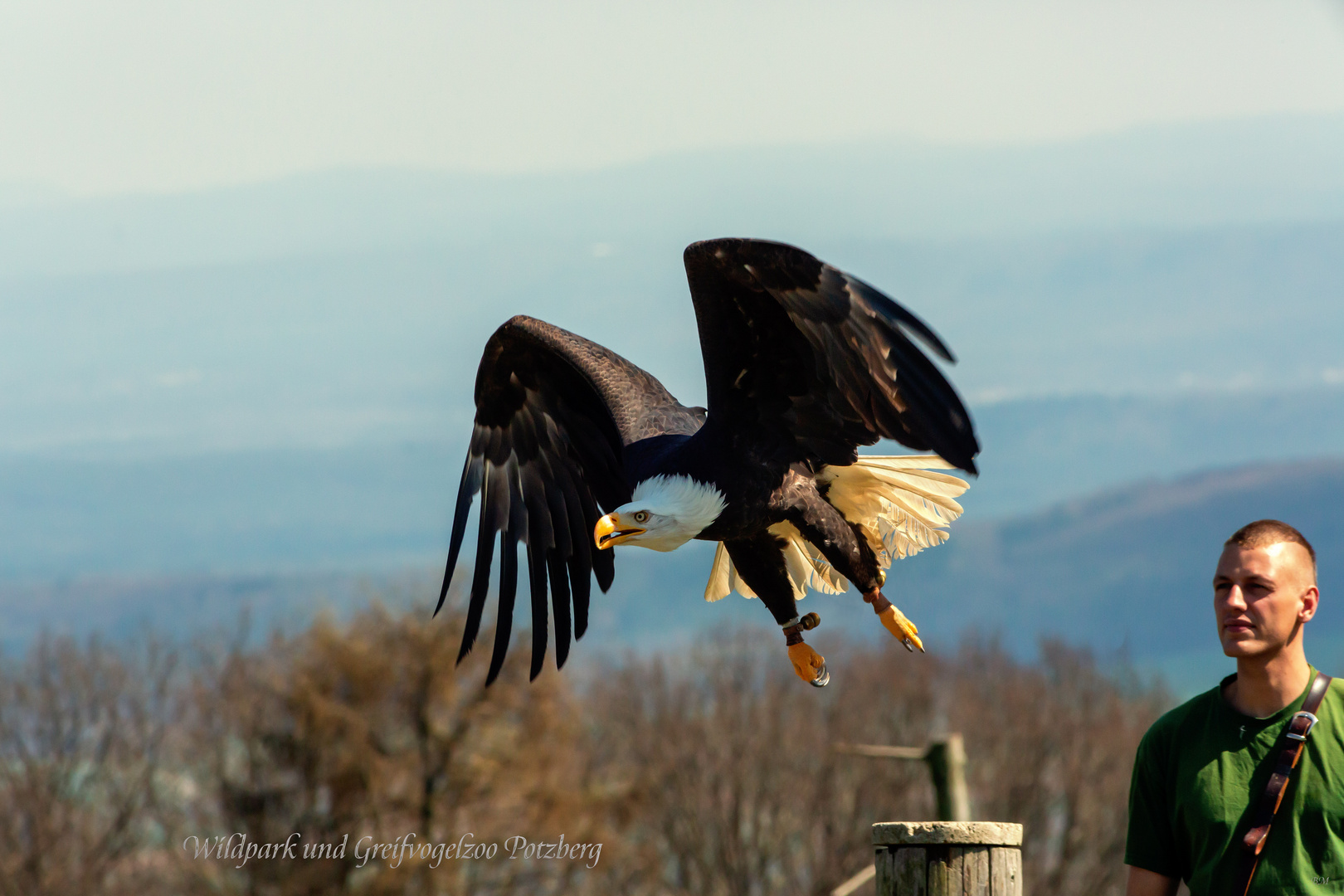 Adler Start zur Fütterung