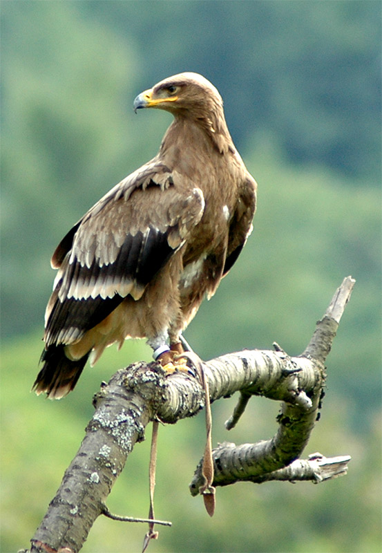 Adler sucht Beute