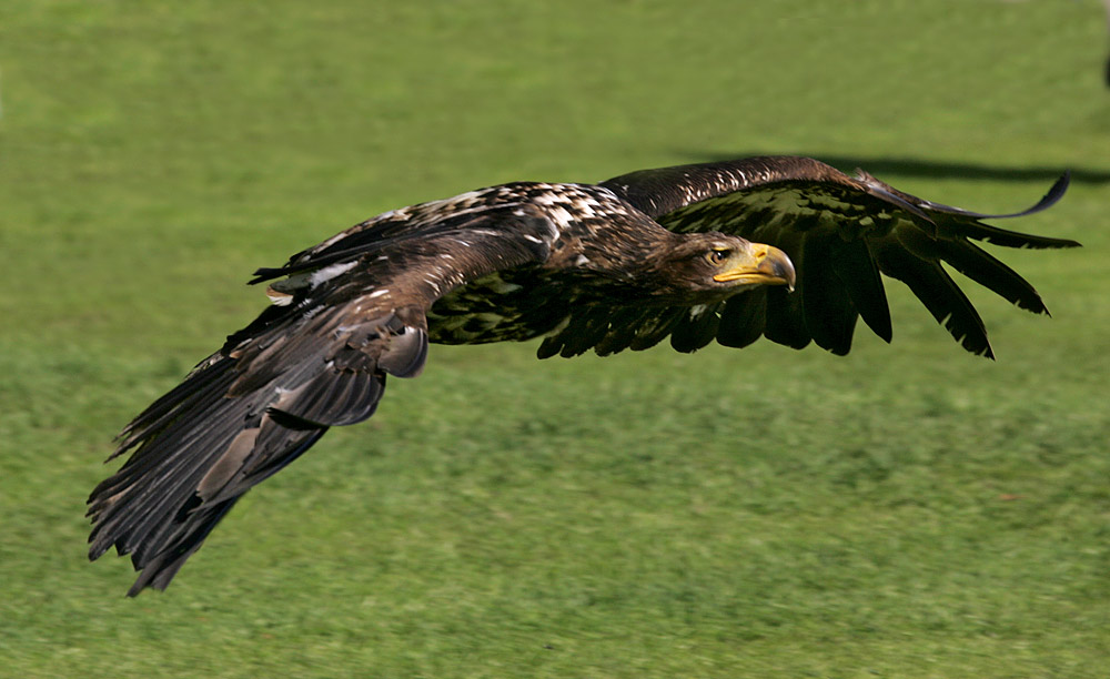 Adler-Tiefflug ! Nix Geier-Sturzflug ;-)