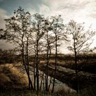 Adler trees in Winter light