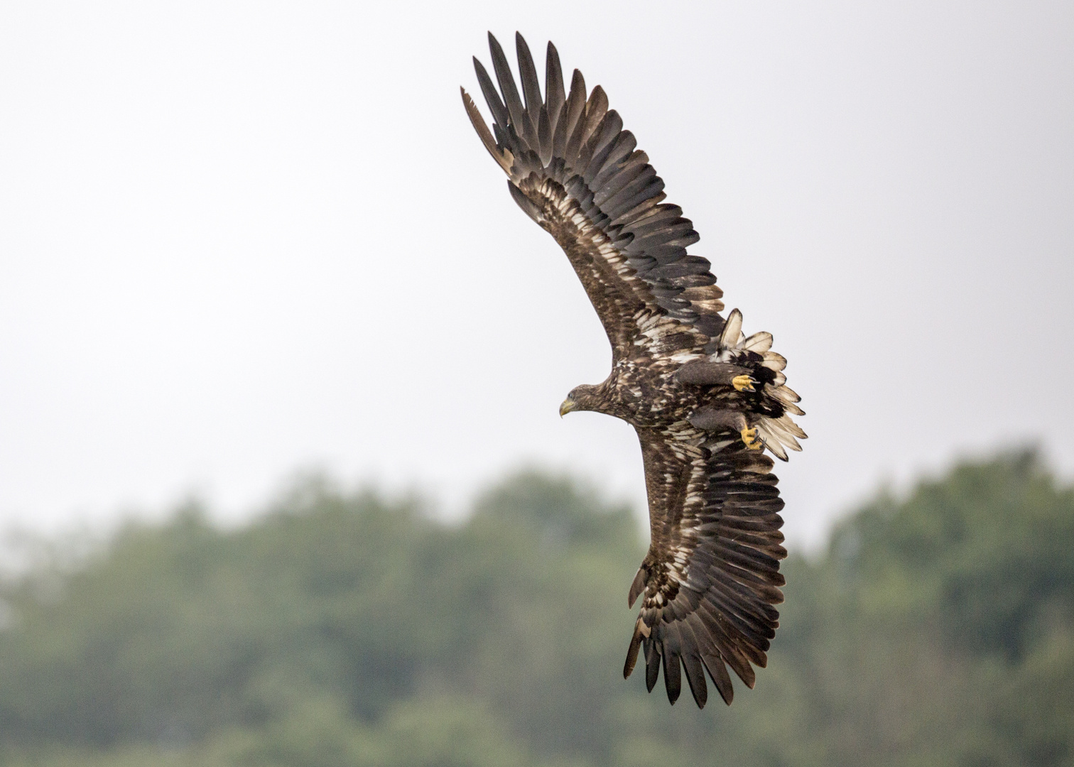 Adler über Mecklenburger See