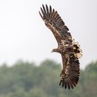 Adler über Mecklenburger See