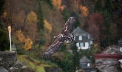 Adler über Monschau