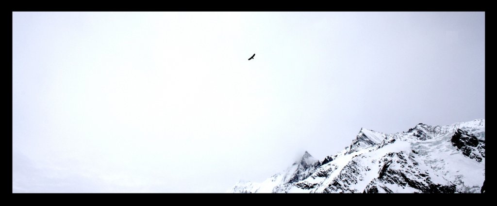 Adler über Saas-Fee